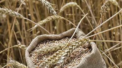 صندوق النقد الدولي يعطي تقييما للأمن الغذائي العالمي بعد توقف "صفقة الحبوب"